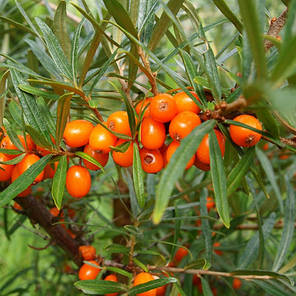 Саджанці обліпихи сорт Єва 2 річні, контейнер 1,5 л, фото 3