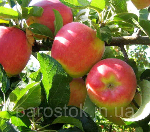 Яблоня Амброзія. (М.9). Зимовий сорт, фото 1