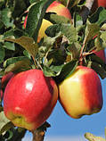 Яблоня Амброзія. (М.9). Зимовий сорт, фото 2