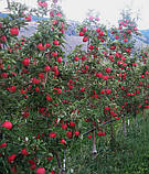 Яблоня Амброзія. (М.9). Зимовий сорт, фото 3