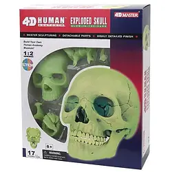 Об'ємна анатомічна модель 4D Master Череп людини світний (FM-626113)