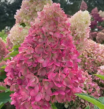 Гортензія хуртовина Редлайт (Redlight 32) контейнер 0,5л