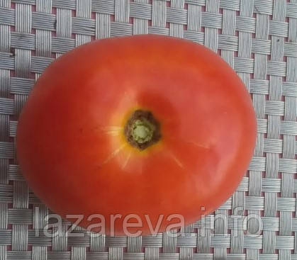 Насіння томату Насіння від Лазарєвих Акселерат 0,1 гр (15-30 насінин)