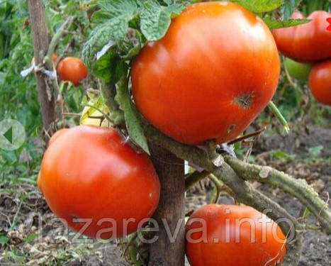 Алтайський мед 30 нас, фото 1