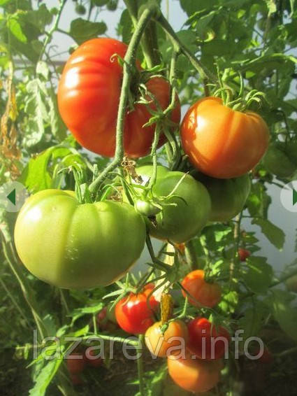 Насіння томату Насіння від Лазарєвих Алтайський шедевр 0,1 гр (15-30 насінин)