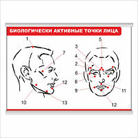 Плакат Vivay Биологически активные точки лица с планкой А3 (9206)