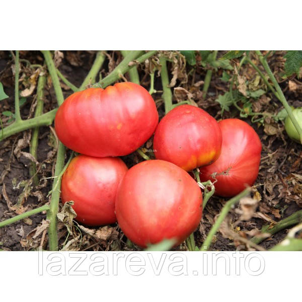 Насіння томату Волове серце (еліта) 30 нас, фото 1