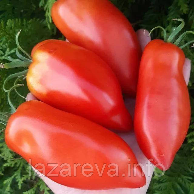 Насіння томату Насіння від Лазарєвих Велика паста Рея 0,1 гр (15-30 насінин)