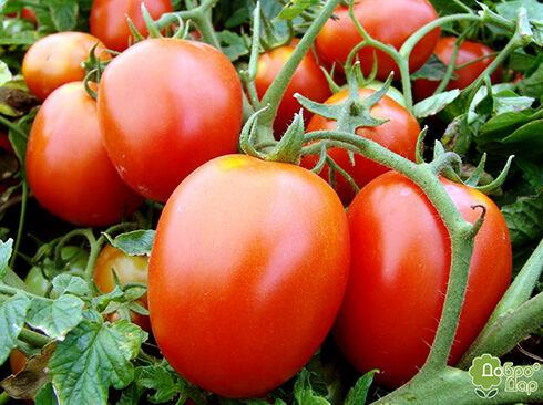 Насіння томату Галєра 30 нас, фото 1