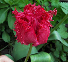 Тюльпани Бахромчасті