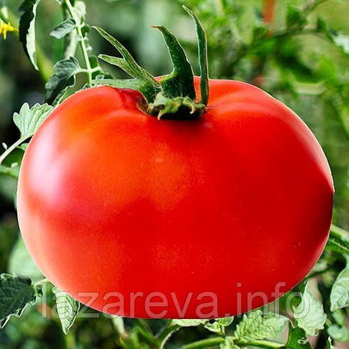 Насіння томату Червоний гігант Марії 30 нас, фото 1