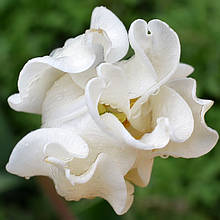 Тюльпани Хвилясті