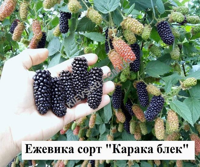 Ежевика Карака Блэк Купить В Москве Саженцы