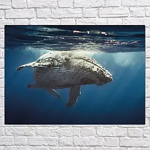 Плакат "Синій кіт у воді, big whale", 43×60см