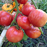 Насіння томату Бабушкин секрет 30 нас, фото 2