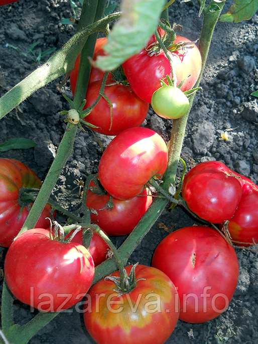 Насіння томату Бабушкин секрет 30 нас, фото 1