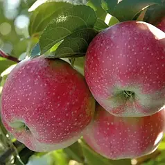 Саженці яблуні осінньої Матрішка, підіймальний 54-118