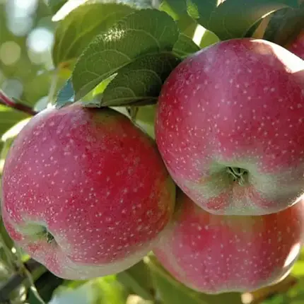 Саженці яблуні осінньої Матрішка, підіймальний 54-118, фото 2