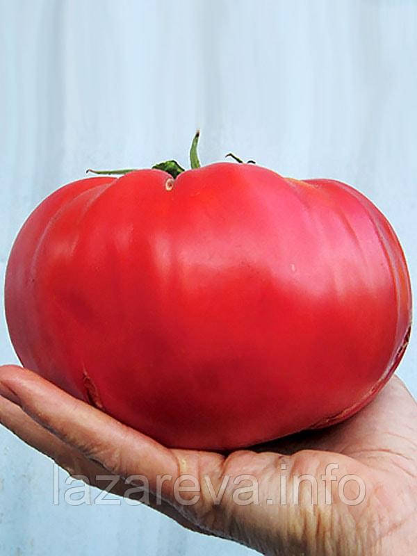Насіння томату Мамонт 30 наc, фото 1