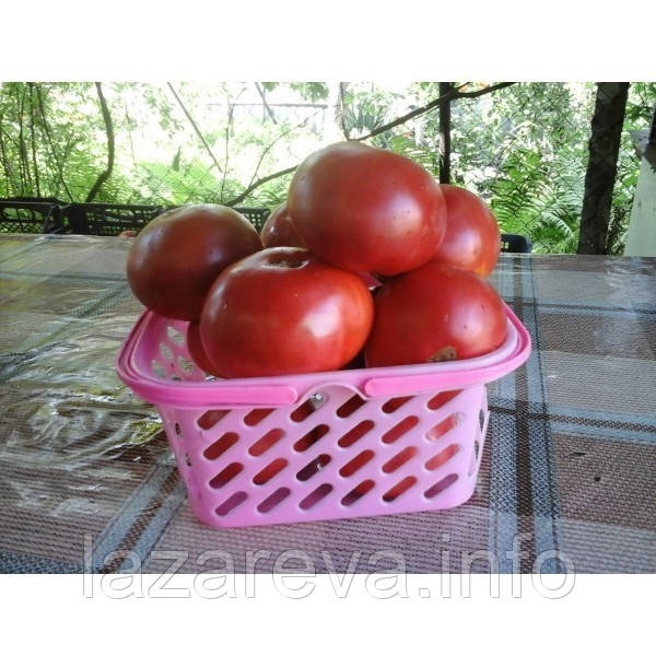 Насіння томату Пандероссо 30 нас, фото 1