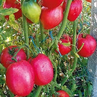 Семена томата Семена от Лазаревых Розовый фламинго 0,1 гр (15-30 семян)