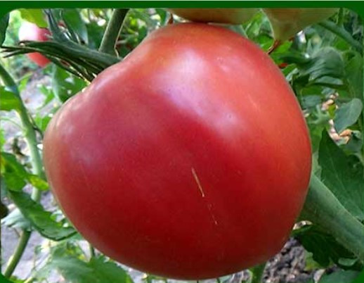 Насіння томату Рожевий дар 30 нас, фото 1