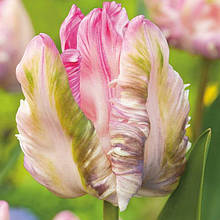 Тюльпани Папугові