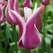 Тюльпани Лілієподібні