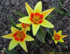 Тюльпани Кауфмана