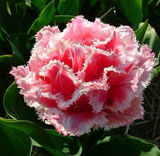 Тюльпани Махрові Бахромчаті