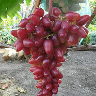 Саженцы винограда сорт Полонез 50, полуупакованный