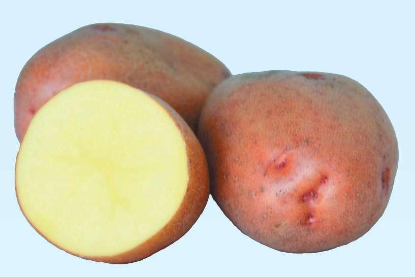 Картопля сорт Мирослава