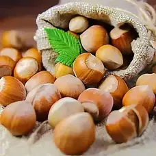 Саджанці Фундука 2-х річний