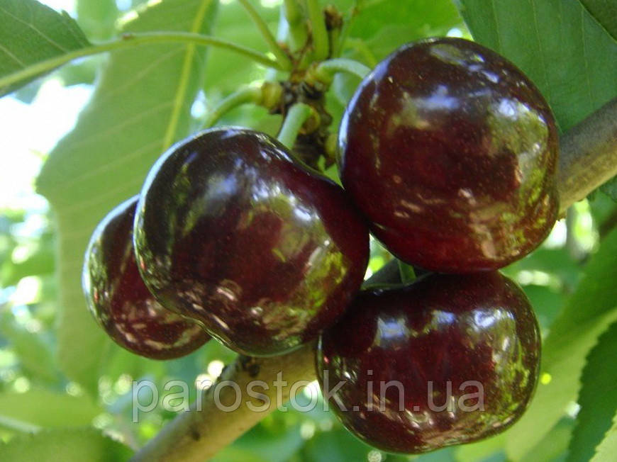 Черевишня Зустріч. Підщепа колт. (вв), фото 1