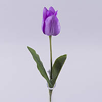 Тюльпан "Алладін" фіолетовий