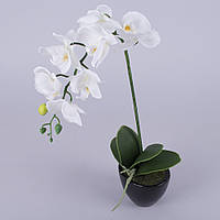 Орхідея одинарна латексна в кашпо біла