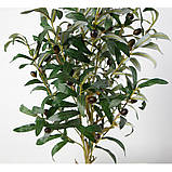 Штучна рослина Engard Olive Tree, 80 см (DW-20), фото 4