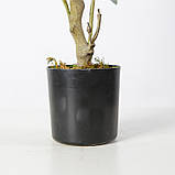 Штучна рослина Engard Olive Tree, 80 см (DW-20), фото 6