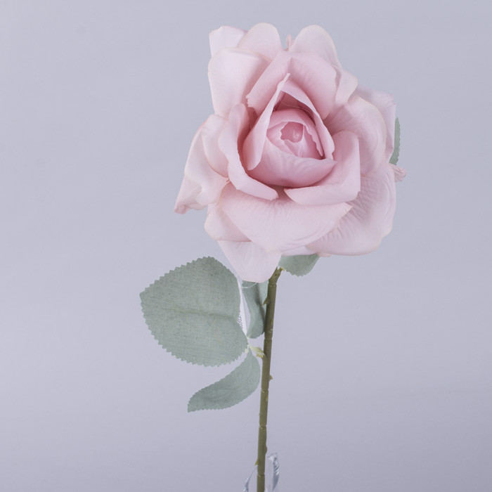 Роза гостролиста з блакитним листком (пудрова)