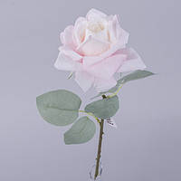 Роза гостролиста з блакитним листком (біла-рожева)