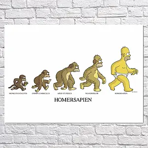 Плакат "Сімпсони, еволюція Гомера, Simpsons", 43×60см