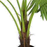 Штучна рослина Engard Fan Palm, 120 см (DW-27), фото 3