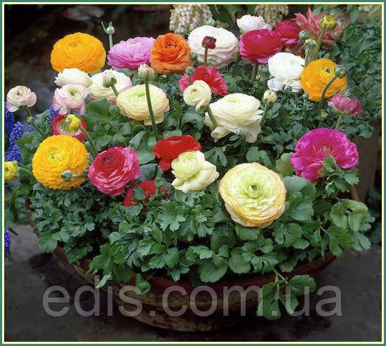 Жовтець (ранункулюс/лютик) азійський суміш 3 шт.