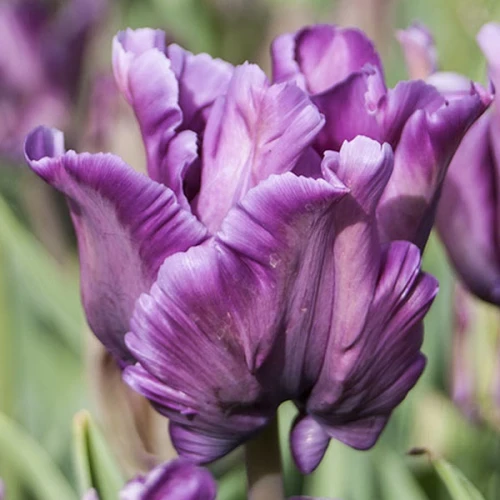 Тюльпан папуговий Blue Parrot 1шт, цибулина