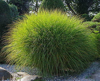 Міскантус китайський 'Gracillimus'. Контейнер 3 л