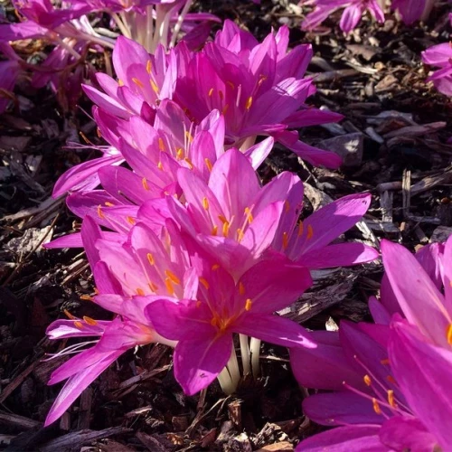 Колхікум Cilicicum purpureum, 1шт, цибулина