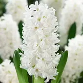 Гіацинт Antarctica, цибулина