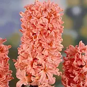 Гіацинт горщиковий Gipsy Queen, цибулина