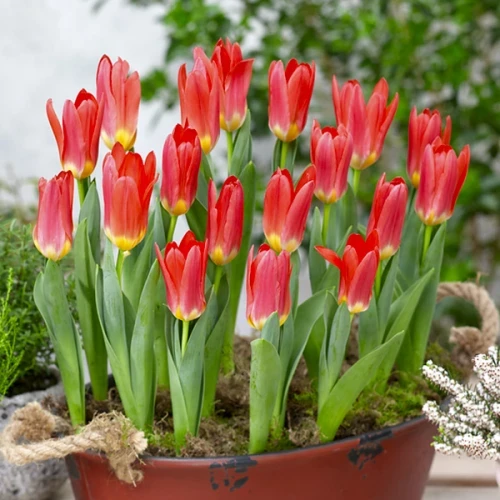 Тюльпан Кауфмана Scarlet Baby 1шт, цибулина, фото 1