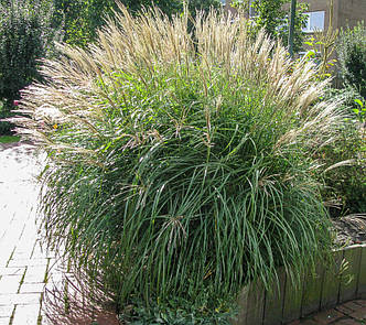 Міскантус китайський 'Kleine Fontane'. Контейнер 3 л